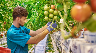 Organic Compliant Gloves