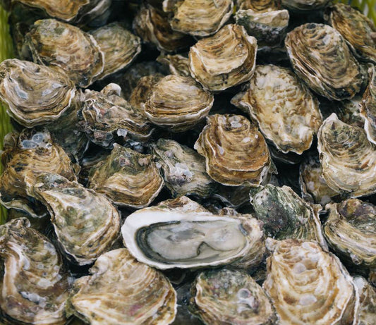 Oyster Shucking Gloves