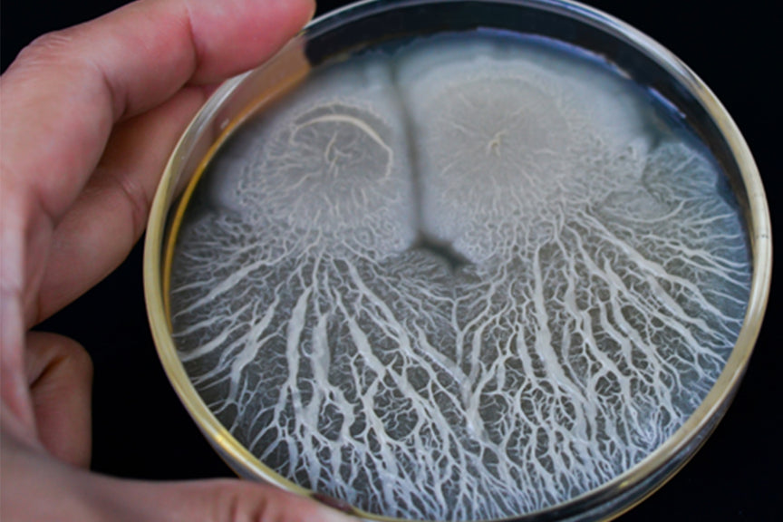 Bacillus research sample growing in petri dish