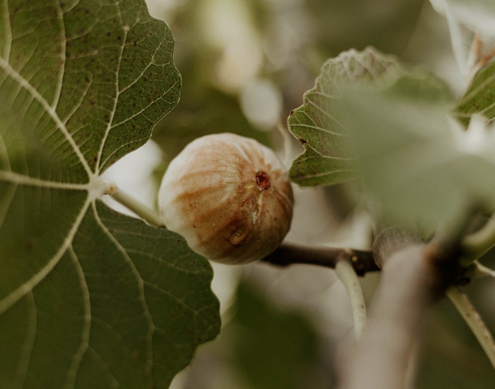 Fig growing on branch with leaves