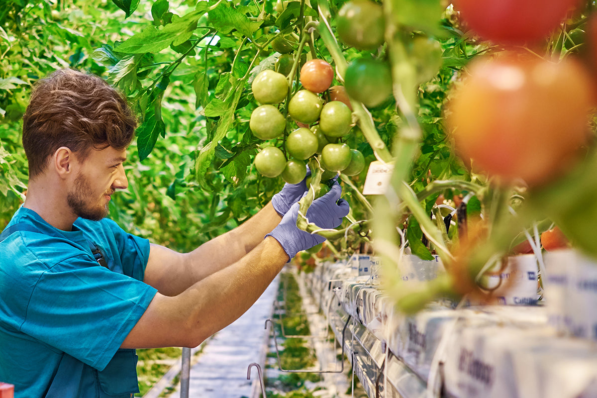 Disposable nitrile gloves for organic food