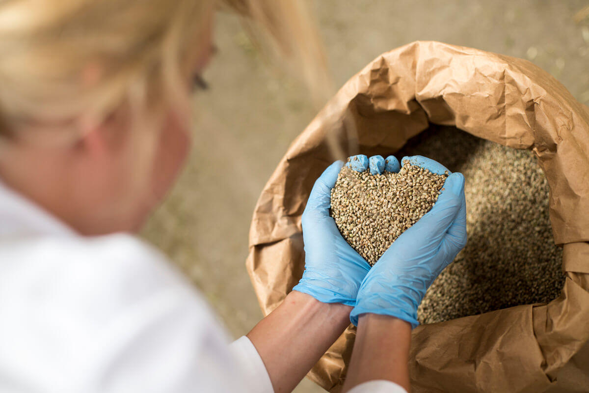 Disposable nitrile gloves holding grain food