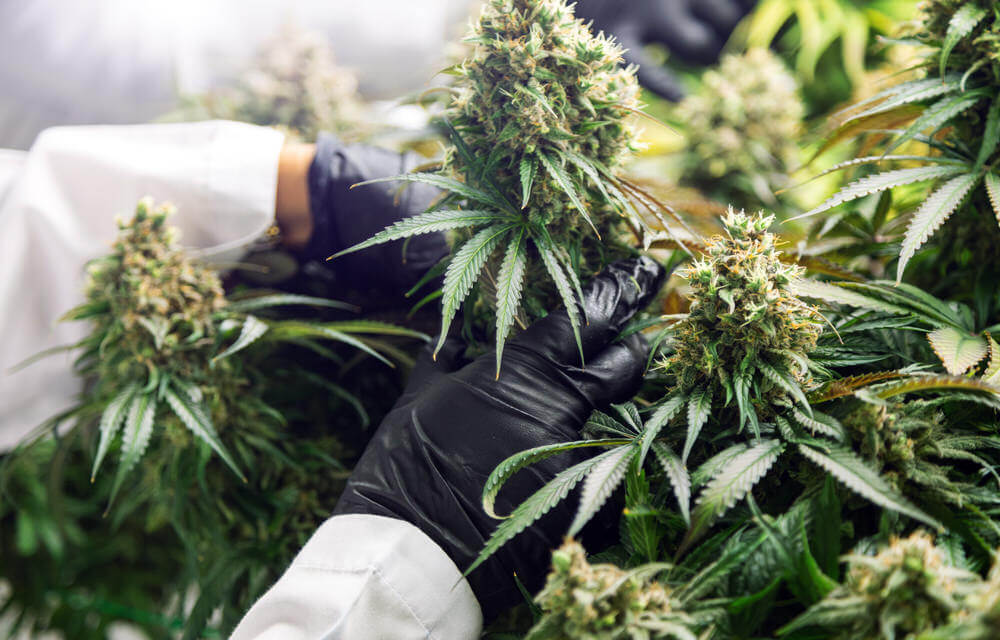 Black nitrile cannabis harvesting gloves