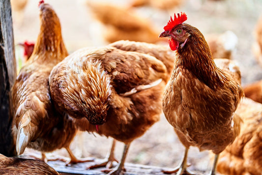 Poultry Food Safety Audit
