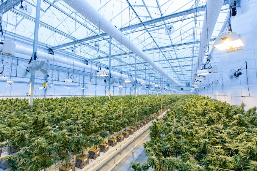 Cannabis Plant Indoor Grow House