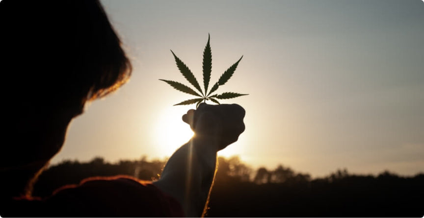 Shadow figure holding cannabis leaf up to sunset light