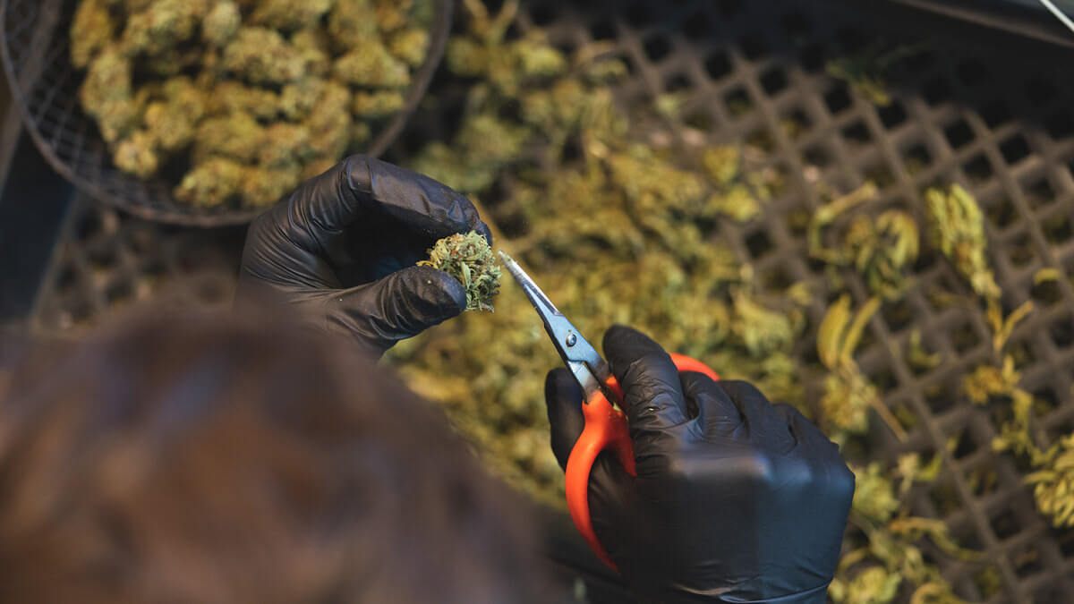 Black nitrile cannabis trimming gloves