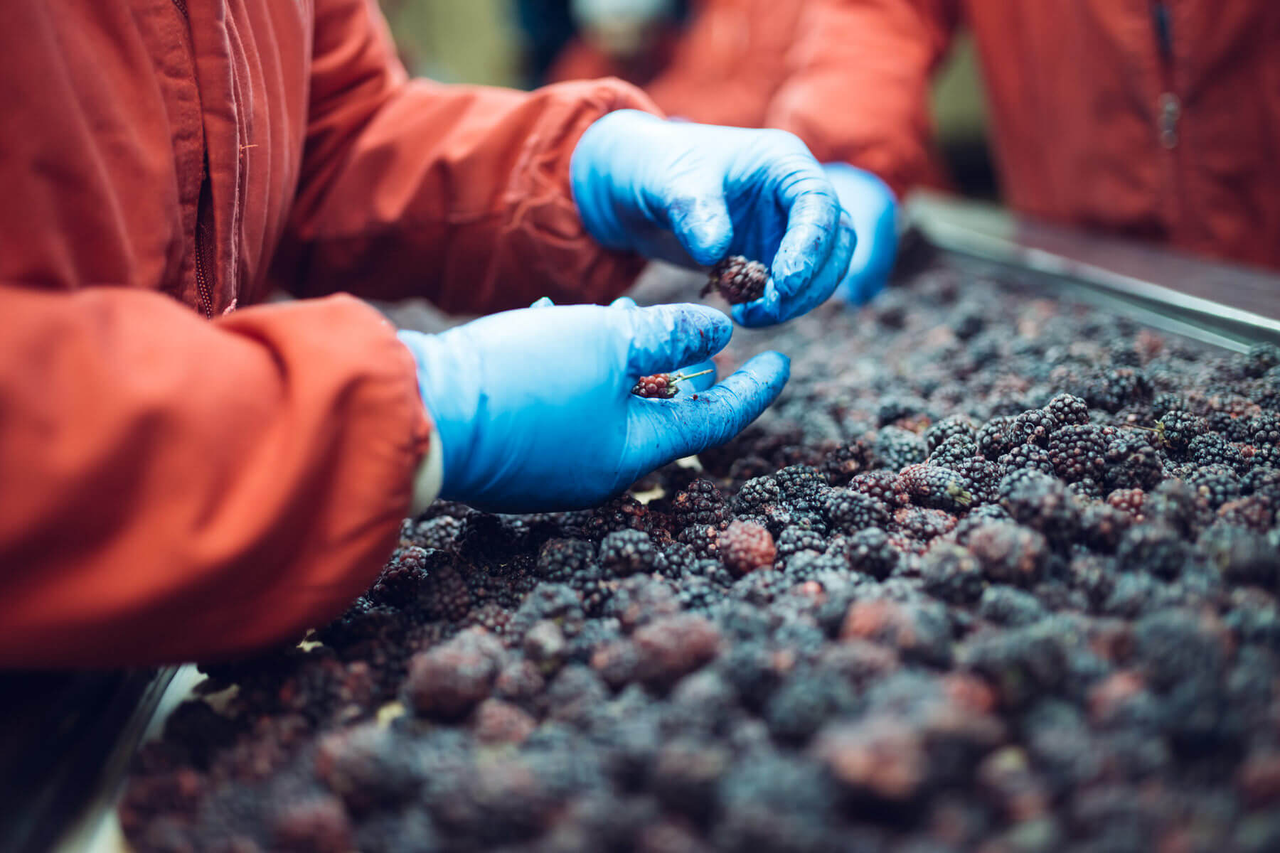 Frozen berry production line sorting fruit wearing disposable blue nitrile gloves